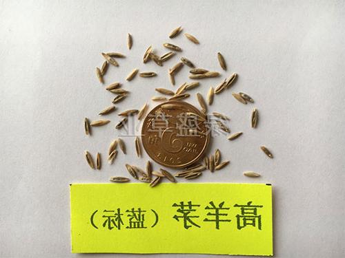 高羊茅（蓝标）